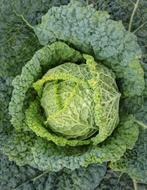 wonderful Vegetables Savoy