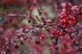 Red Barberry Berries on branches close up