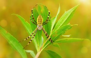 Tygrzyk on green leaves close up on blurred background
