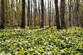 fragrant bear garlic in the forest