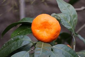 photo of ripe mandarin on a branch