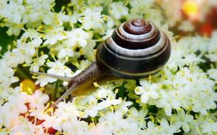 Snail ZaroÅlowy Molluscs
