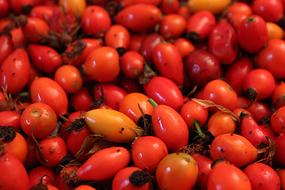 rose hip, ripe fruits, background