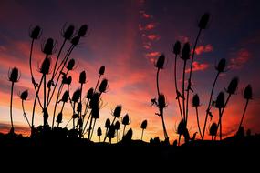 sunset over black silhouettes of vegetation