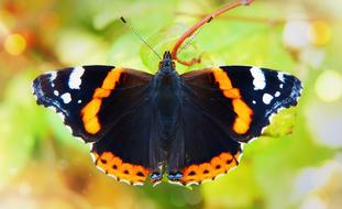 Close-up of the colorful and beautiful, patterned fair admiral butterfly, among the colorful and beautiful plants