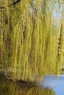 Weeping Willow Branches