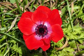 Flower Spring red