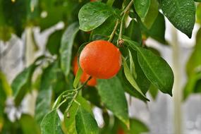 ripe mandarin on a green tree