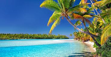 Palm Trees on tropical Beach, Cook Islands, aitutaki