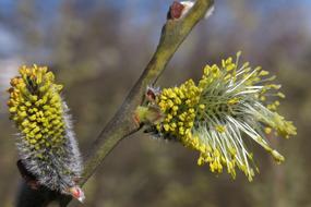 Willow Catkin Blossom