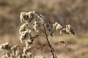 Grass Dry