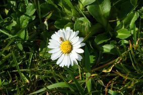 daisy in a spring meadow in the bright sun