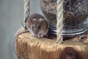 Mouse Bird Feeding