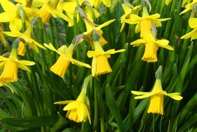 wonderful Narcissus Flower