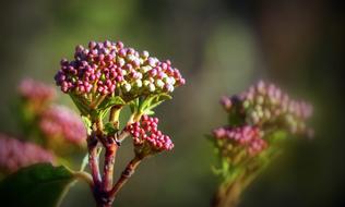 Berries Plant at Spring