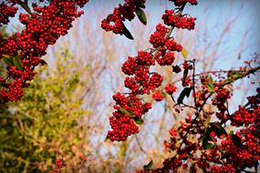 bunches of rowan berries on a blurred background on a sunny day