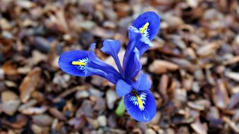 Iris Tree Bark
