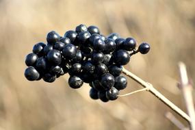 Privet Bush Fruit on a blurred background