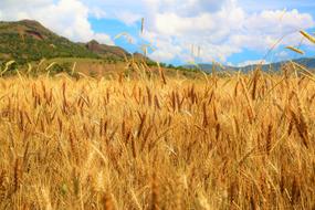 harvest of golden wheat on a sunny day