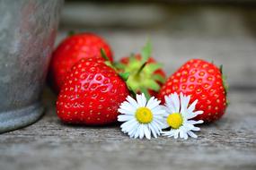 ripe strawberries and white daisies