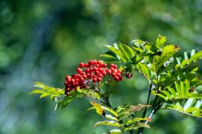 wonderful Rowan Berries