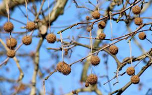 ripe Fruits of platanus on branches