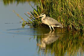 grey Heron stands in water at reeds