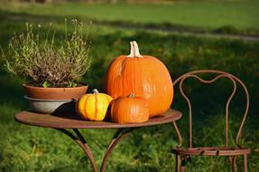 Pumpkin Vegetable Nutrition decoration