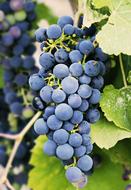 Grapes on a vine on a blurred background