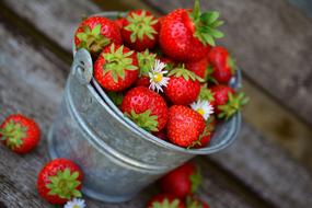 ripe strawberries in a metal bucket