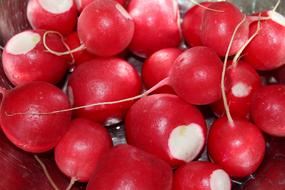 washed ripe red radish