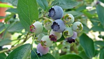 ripening bilberry