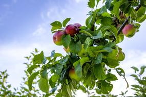 beautiful Apple branch