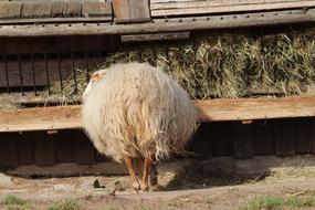 fluffy sheep eats hay on a farm