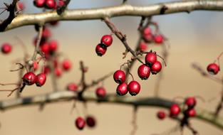 red autumn crataegus berries on bush branches