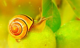 yellow striped snail on a green apple