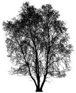 detailed silhouette of big bare tree