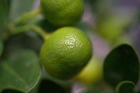 macro photo of green lemons