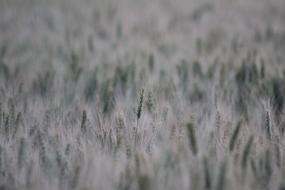 wheat field in haze closeup