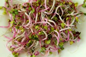 radish sprouts as healthy food