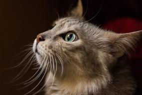 profile portrait of a cat with a long mustache