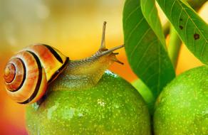 beautiful striped snail on a green apple