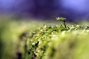 Moss Green Forest