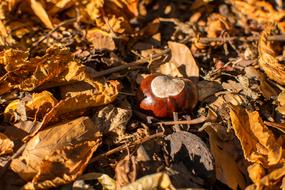 Seasonal Fruit and dried leaves