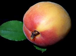 Apricot Fruit Food