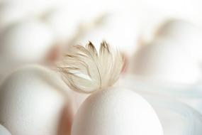 white chicken eggs with feathers