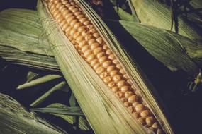 Sweet Corn on cob