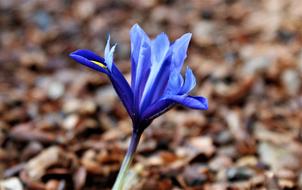 bright blue iris on the forest cover