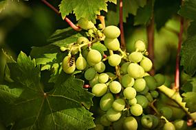 unripe Grape Fruits on Vine