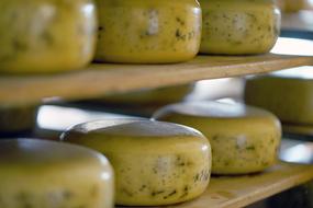 dainty Cheese Food